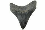 Serrated, Juvenile Megalodon Tooth - South Carolina #312099-1